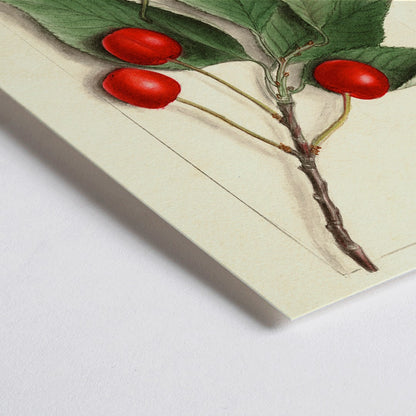 Closeup detail of Botanical illustration poster of Prunus avium Govenor Wood by Ellen Isham Schutt featuring cherries and leaves on a branch