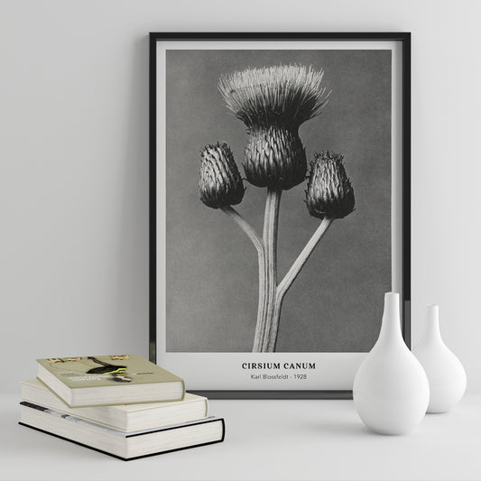 , framed and displayed in home decor