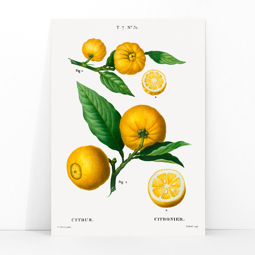 Botanical illustration of citrus fruit clusters and green leaves by Pierre-Joseph Redoute from Traite des Arbres et Arbustes, framed and displayed in modern living room decor