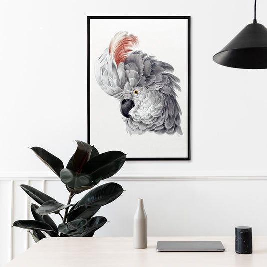 Poster with detailed illustration of a cockatoo head with vibrant plumage from Cockatoo Head artwork by Aert Schouman, framed and displayed in home decor