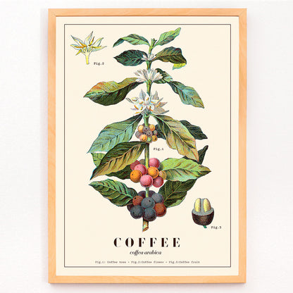 Botanical illustration of Coffea arabica plant with fruits and flowers by Davis Sacker and Perkins, framed and displayed in modern living room decor