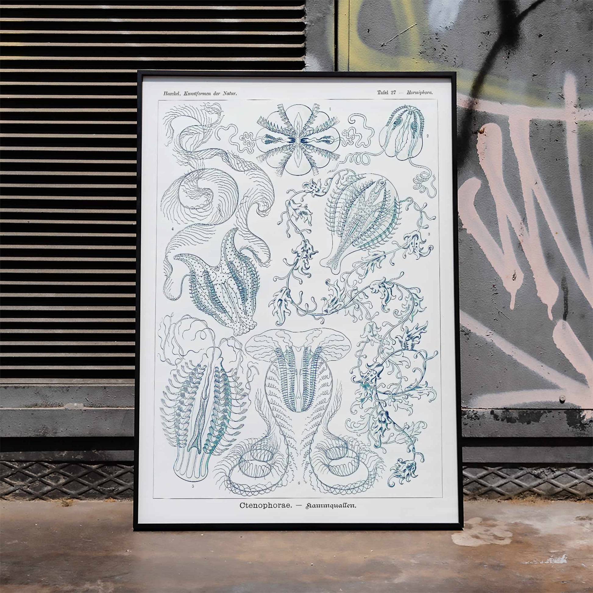 Scientific illustration of comb jellies Ctenophorae Kammquallen by Ernst Haeckel Kunstformen der Natur poster artwork, framed and displayed in home decor