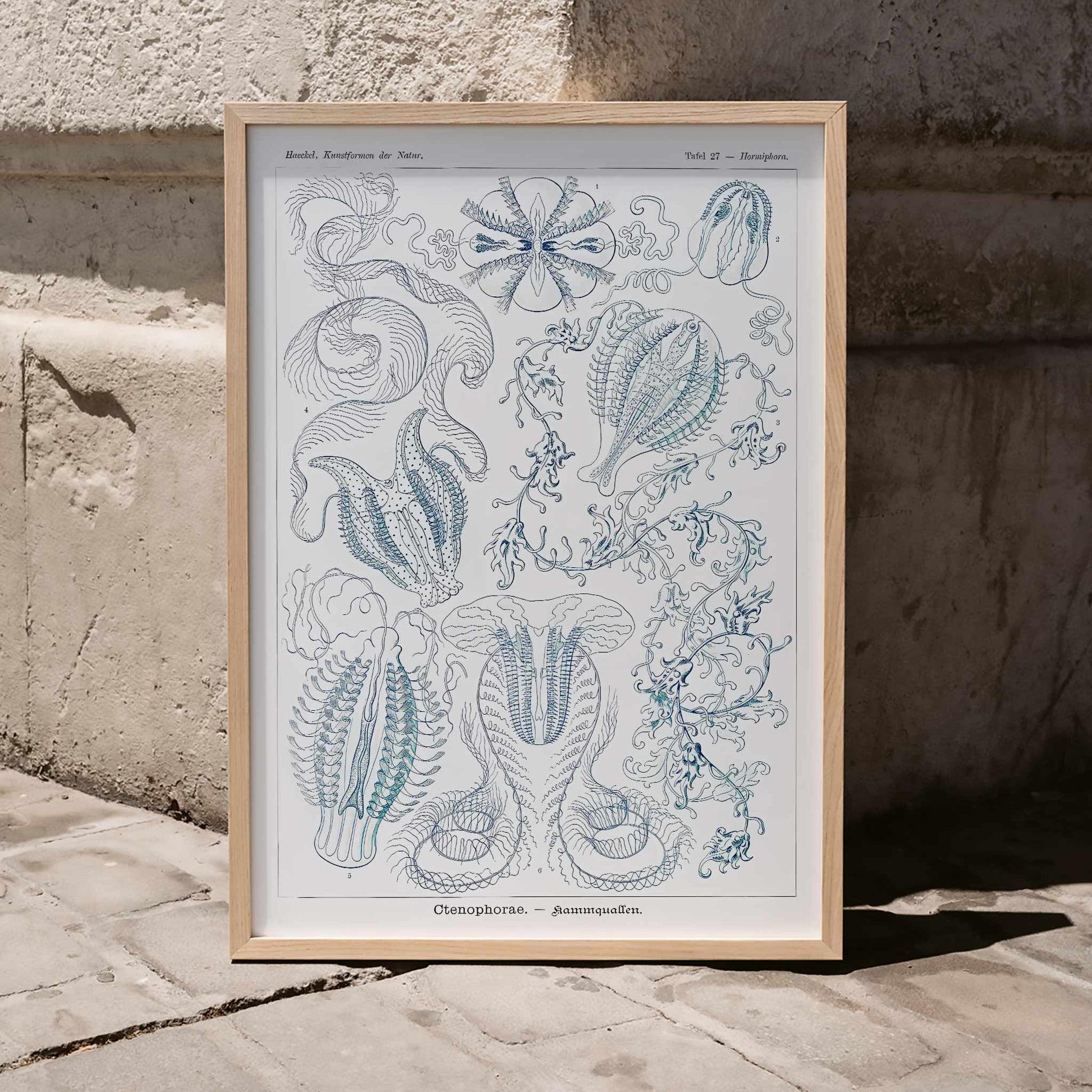 Scientific illustration of comb jellies Ctenophorae Kammquallen by Ernst Haeckel Kunstformen der Natur poster artwork, framed and displayed in modern living room decor