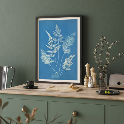 Botanical cyanotype art print titled Ceylon by Anna Atkins featuring delicate white fern leaves on a blue background, framed and displayed in home decor