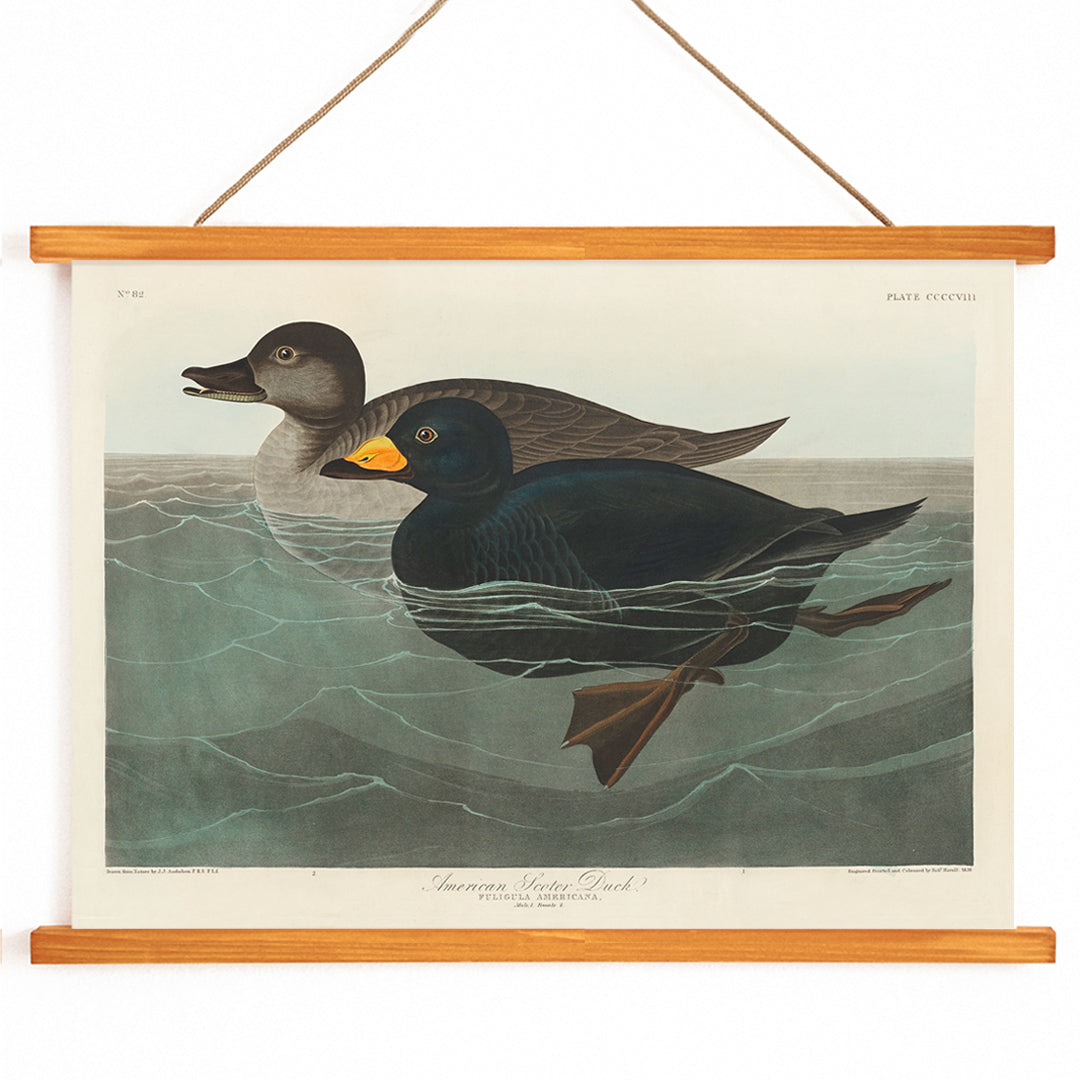 American Scoter ducks swimming in water artwork by John James Audubon Birds of America poster, with wooden magnetic frame on white background