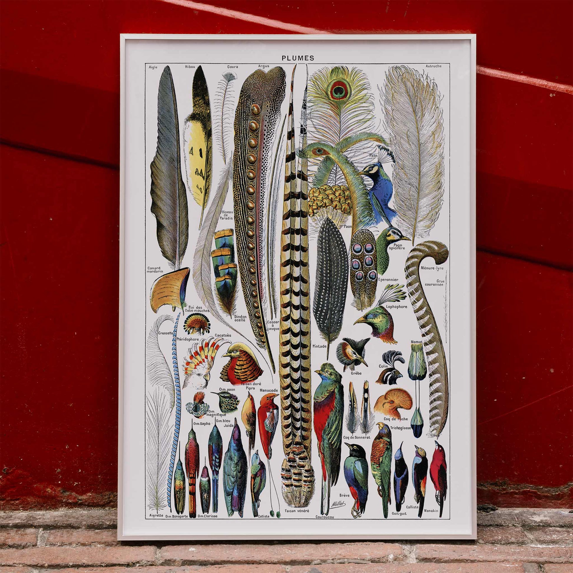 Colorful bird feathers illustration and poster from Plumes Feathers by Adolphe Millot featuring various plume types and detailed natural artwork, framed and displayed in home decor