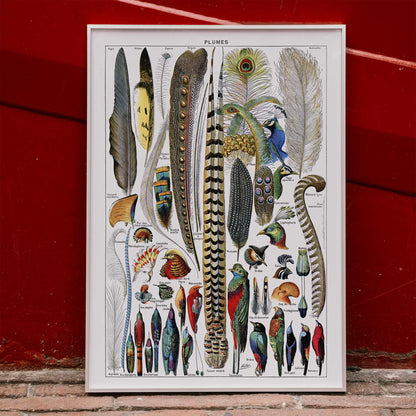 Colorful bird feathers illustration and poster from Plumes Feathers by Adolphe Millot featuring various plume types and detailed natural artwork, framed and displayed in home decor