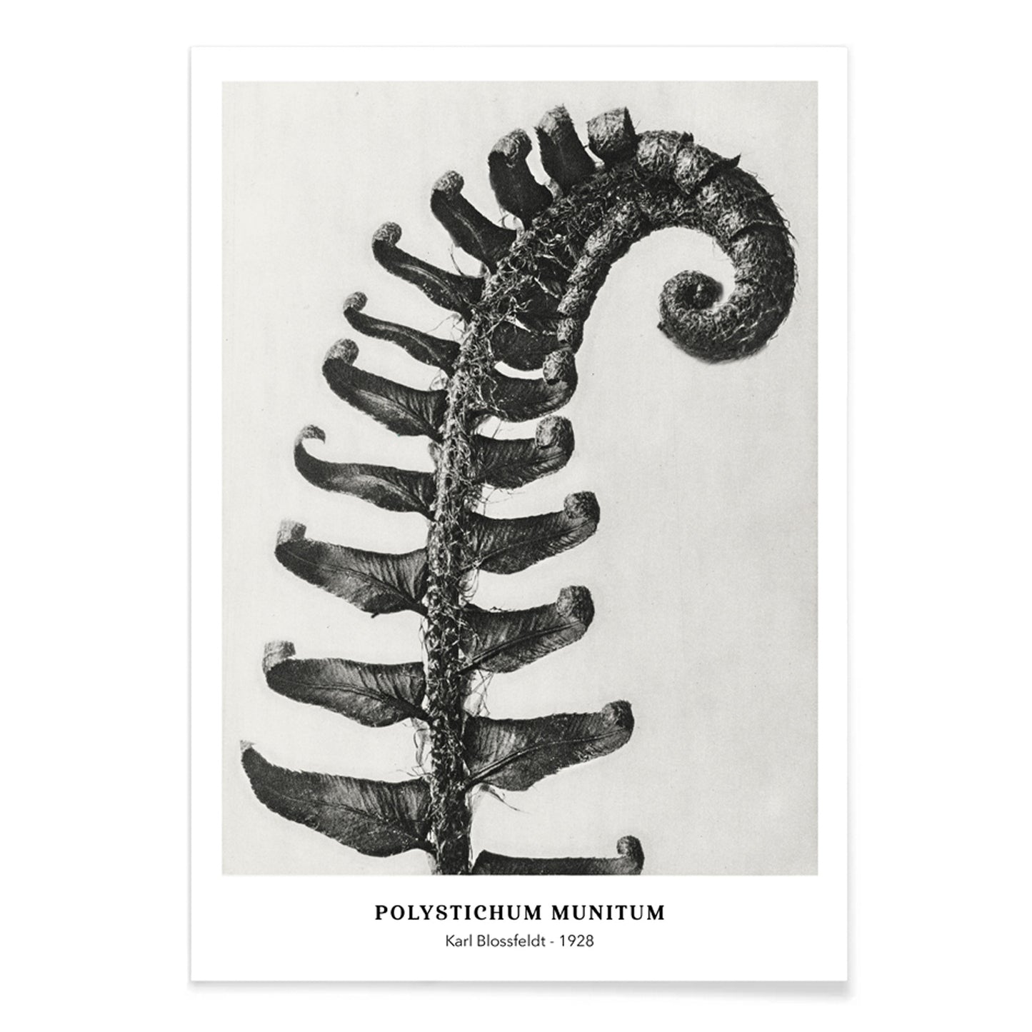 Polystichum Munitum Prickly Shield Fern leaf artwork by Karl Blossfeldt from Urformen der Kunst black and white close up and enlarged poster, with black aluminium frame on white background