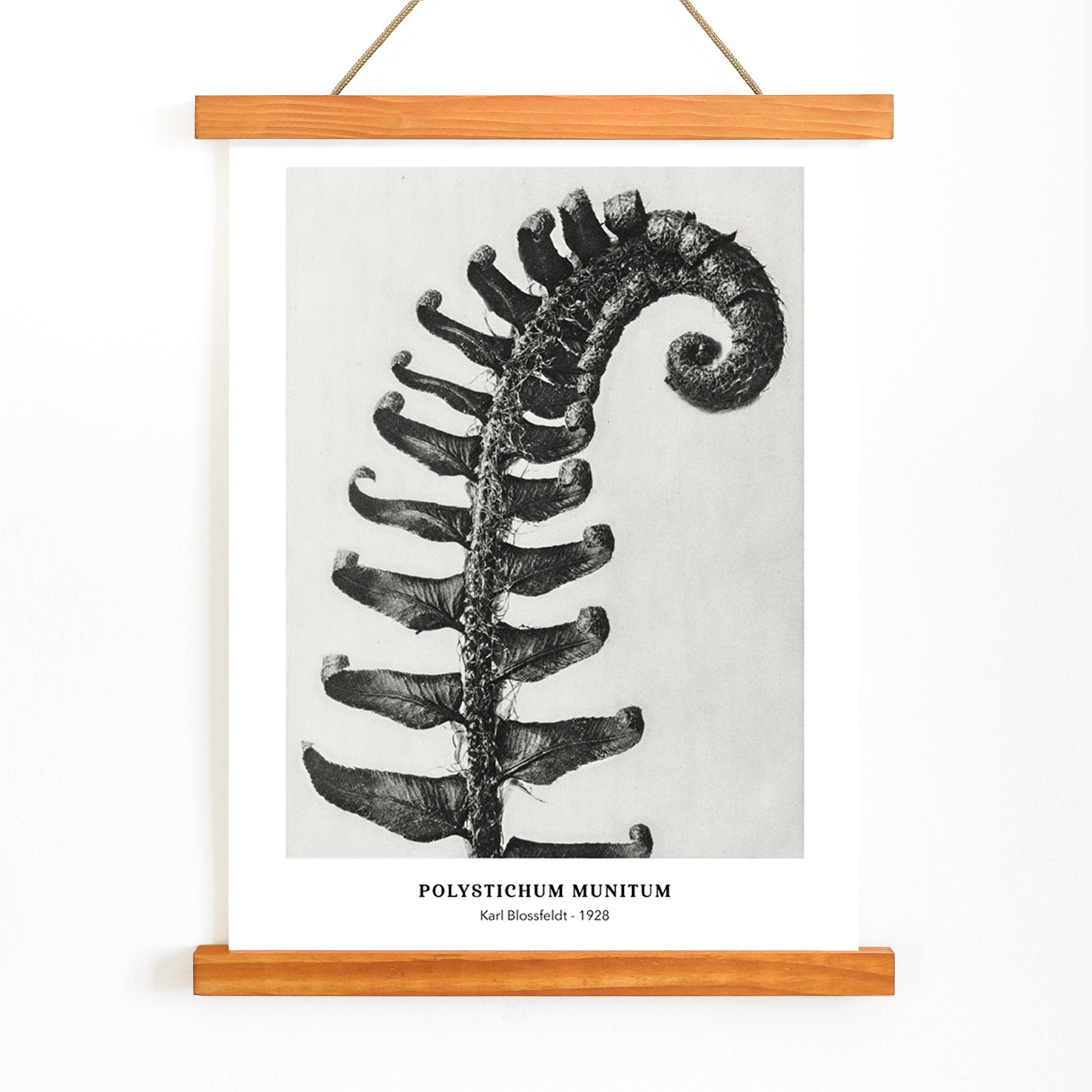 Polystichum Munitum Prickly Shield Fern leaf artwork by Karl Blossfeldt from Urformen der Kunst black and white close up and enlarged poster, with wooden magnetic frame on white background