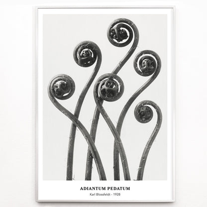 Closeup detail of Close up and poster of young curled Adiantum pedatum American Maidenhair Fern fronds by Karl Blossfeldt from Urformen der Kunst artwork