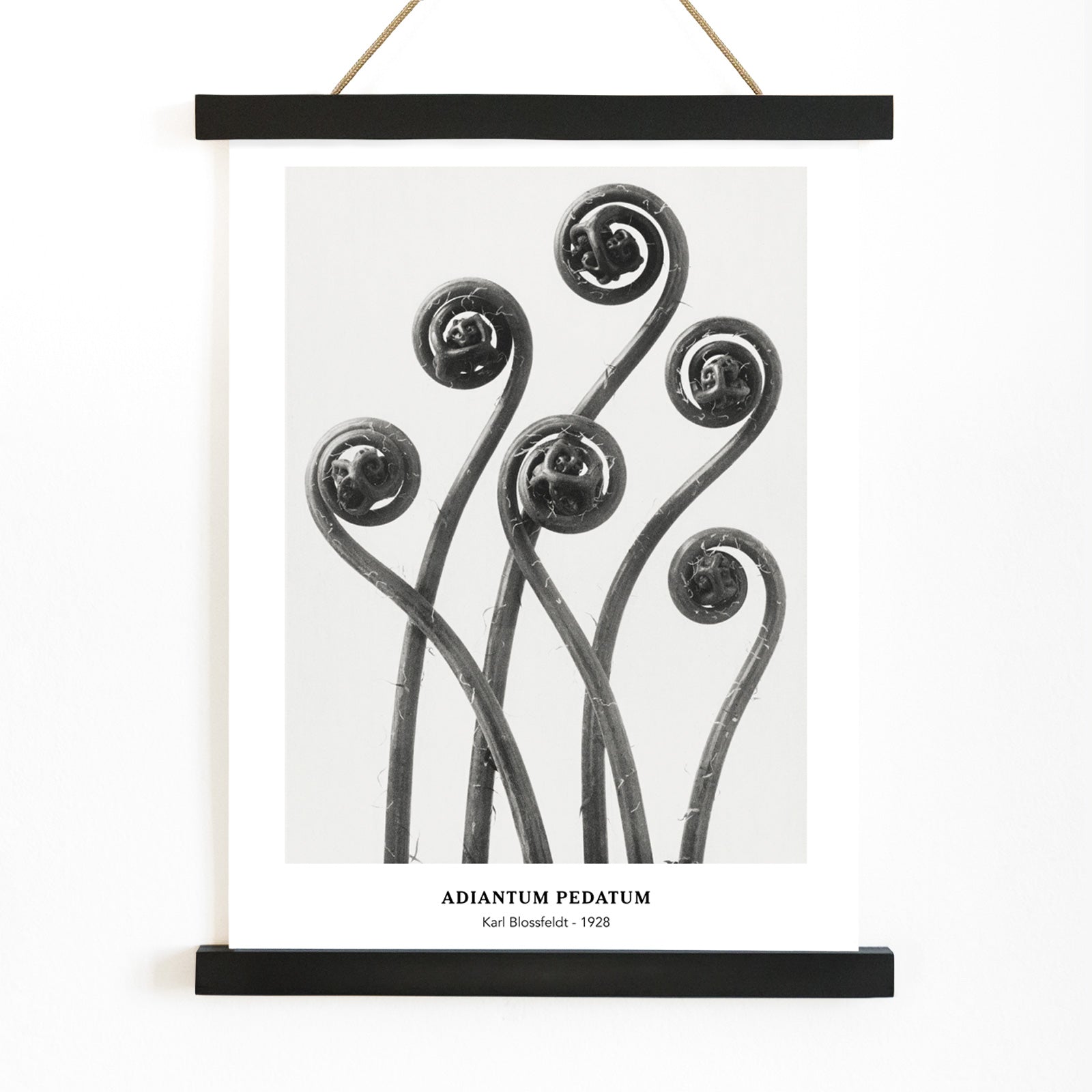 Close up and poster of young curled Adiantum pedatum American Maidenhair Fern fronds by Karl Blossfeldt from Urformen der Kunst artwork, with wooden magnetic frame on white background