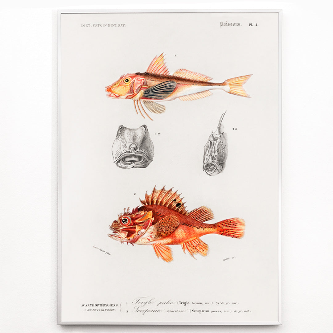 Closeup detail of Colorful fish illustrations and detailed head studies poster featuring different types of fishes by Charles Dessalines D Orbigny artwork