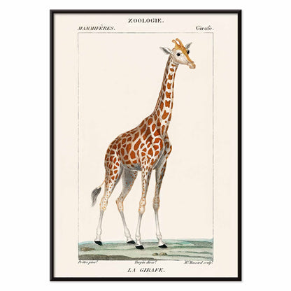 Vintage giraffe illustration by Pierre Jean Francois Turpin from Dictionnaire des Sciences Naturelles showing a giraffe standing on grass artwork La Girafe suitable for natural history decor, with black aluminium frame on white background