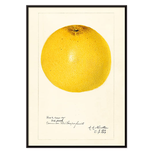 Detailed illustration and poster of grapefruit Citrus paradisi by Amanda Almira Newton, with black aluminium frame on white background
