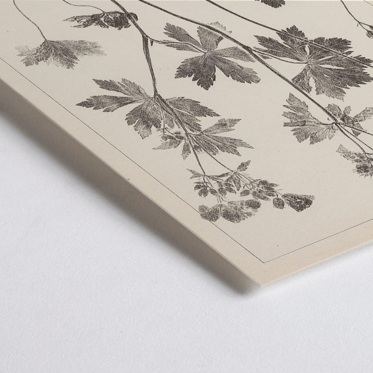 Closeup detail of Botanical illustration and poster of Geranium sylvaticum with pink flower and detailed sketches by Louis Antoine Cusin from Herbier de la flore francaise