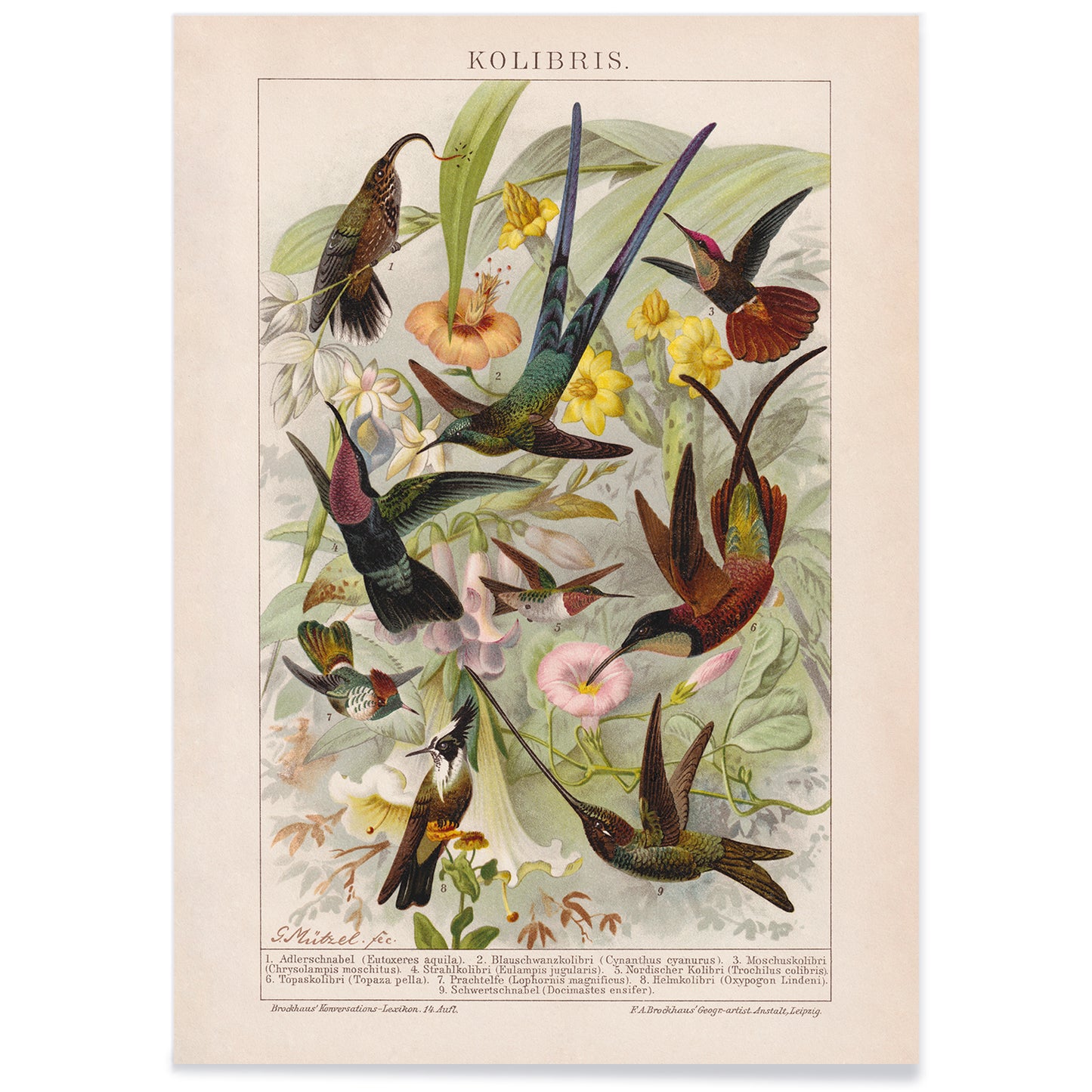 Colorful hummingbirds and tropical flowers poster illustration from Kolibris by Friedrich Arnold Brockhaus, with black aluminium frame on white background