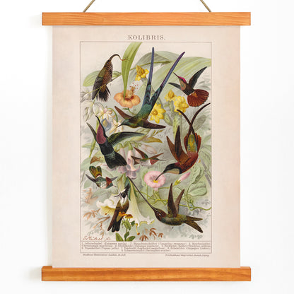 Colorful hummingbirds and tropical flowers poster illustration from Kolibris by Friedrich Arnold Brockhaus, with wooden magnetic frame on white background