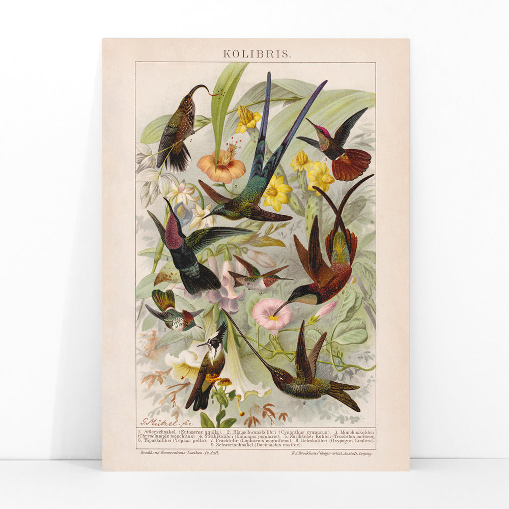 Colorful hummingbirds and tropical flowers poster illustration from Kolibris by Friedrich Arnold Brockhaus, framed and displayed in modern living room decor