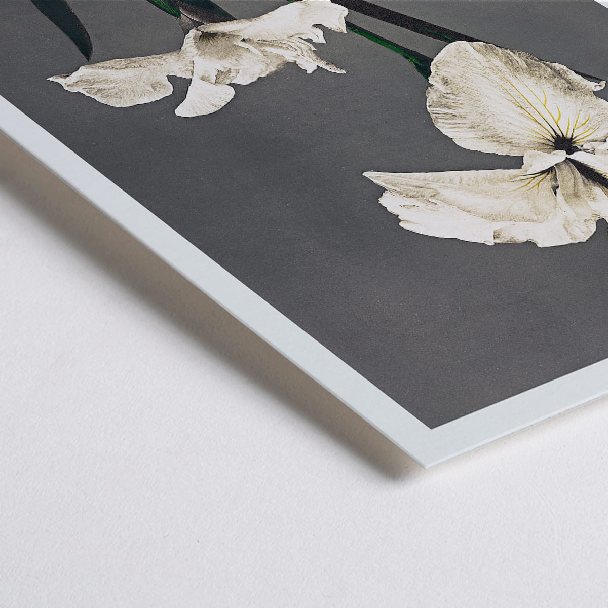 Closeup detail of Iris Kaempferi white irises hand colored collotype art by Kazumasa Ogawa from Some Japanese Flowers poster with delicate details