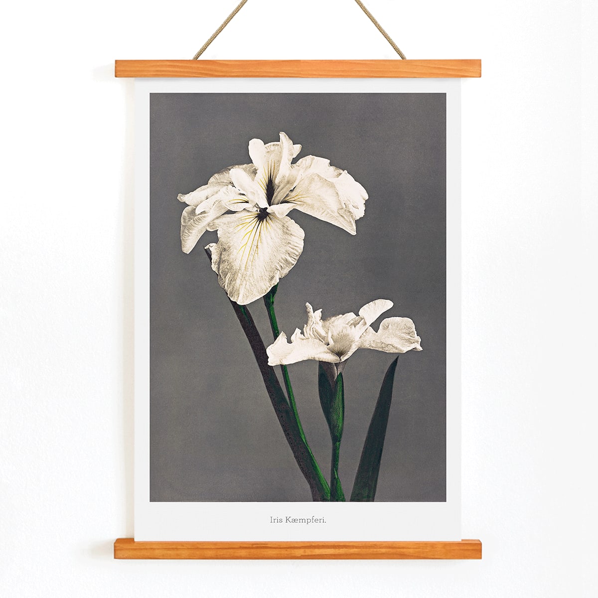 Iris Kaempferi white irises hand colored collotype art by Kazumasa Ogawa from Some Japanese Flowers poster with delicate details, with wooden magnetic frame on white background