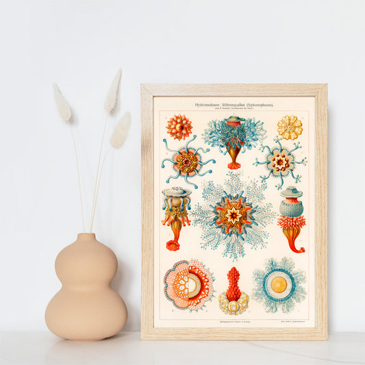 Colorful vintage jellyfish illustration by E Haeckels with intricate marine details scientific drawing and poster artwork, framed and displayed in home decor