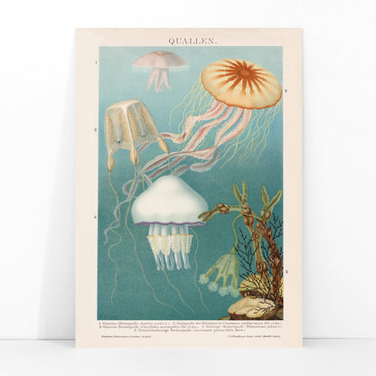 Colorful jellyfish illustration and poster in aquatic surroundings marine life artwork titled Jellyfish by The Institute of Liepzig, framed and displayed in modern living room decor