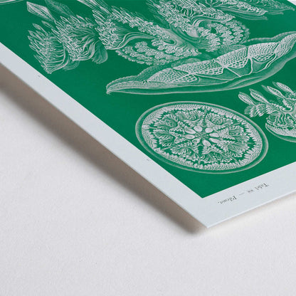 Closeup detail of Detailed jellyfish illustrations Discomedusae Scheibenquallen by Ernst Haeckel wall art poster Kunstformen der Natur decor