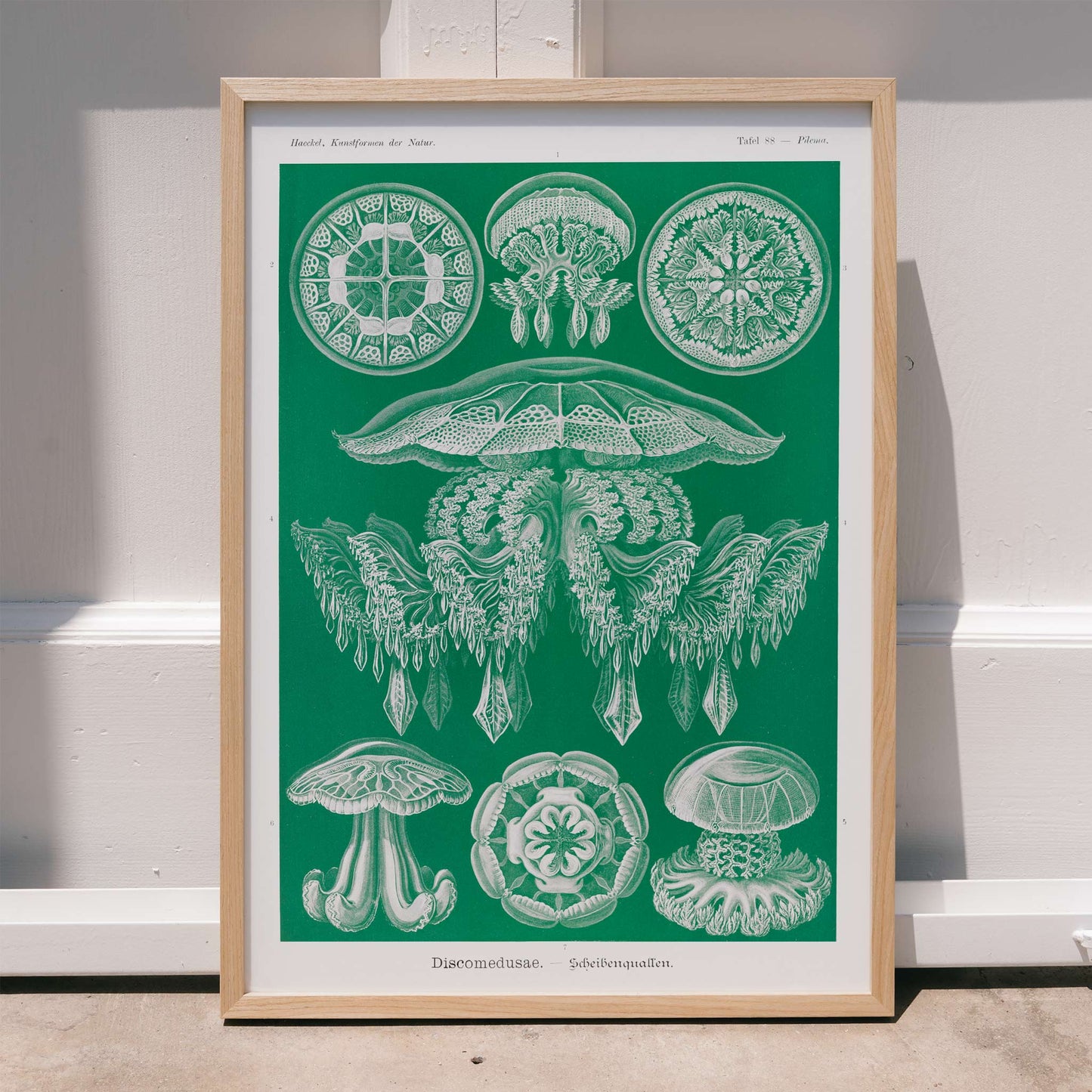 Detailed jellyfish illustrations Discomedusae Scheibenquallen by Ernst Haeckel wall art poster Kunstformen der Natur decor, framed and displayed in modern living room decor