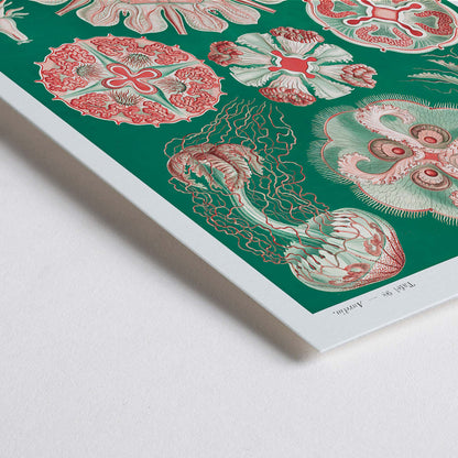 Closeup detail of Colorful jellyfish and marine life illustration and poster featuring Discomedusae Schweibenquallen by Ernst Haeckel Kunstformen der Natur