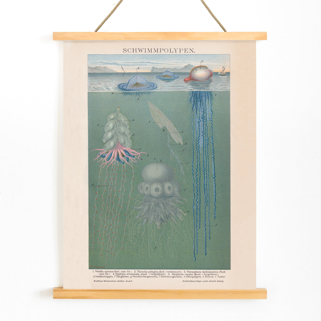 Scientific illustration and poster of marine polyps and jellyfish titled Swimming Polyps by The Institute Of Liepzig wall decor, with wooden magnetic frame on white background