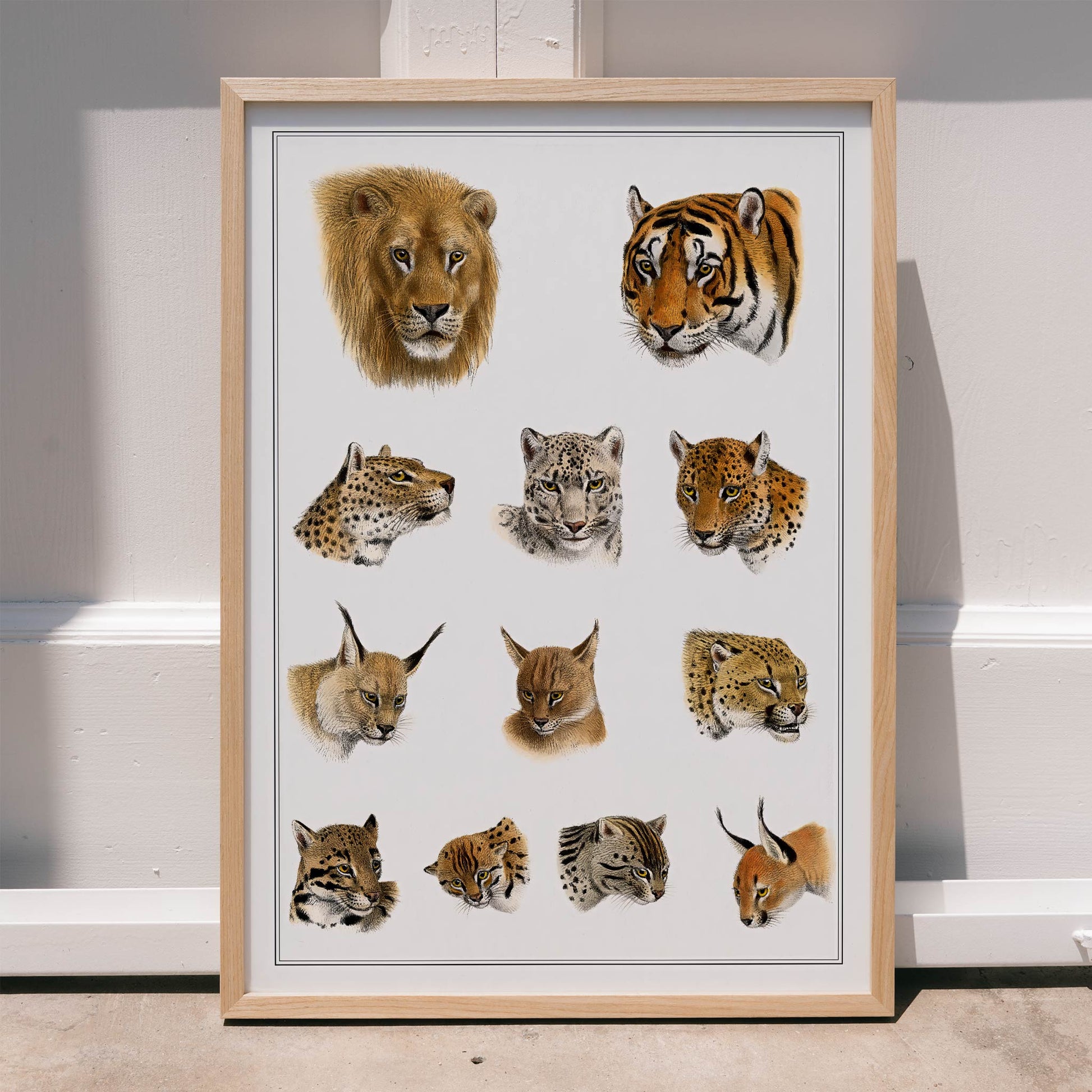 Illustration of big cats and wild feline heads including lion tiger leopard and snow leopard by Richard Lydekker from The Great and Small Game of India, framed and displayed in modern living room decor