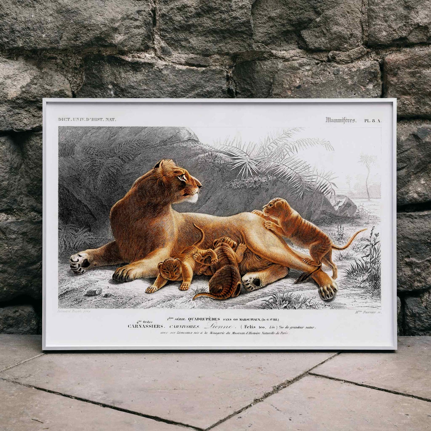 Female lion with cubs in natural landscape illustration by Charles Dessalines D Orbigny wildlife artwork poster, framed and displayed in home decor