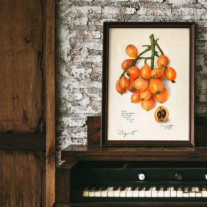 Botanical illustration and poster of orange loquat fruit cluster with seeds by Amanda Almira Newton titled Loquats Eriobotrya Japonica wall decor, framed and displayed in home decor