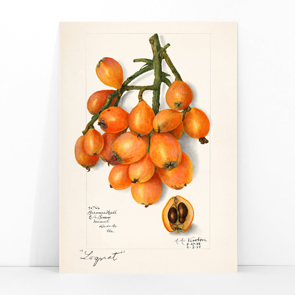 Botanical illustration and poster of orange loquat fruit cluster with seeds by Amanda Almira Newton titled Loquats Eriobotrya Japonica wall decor, framed and displayed in modern living room decor