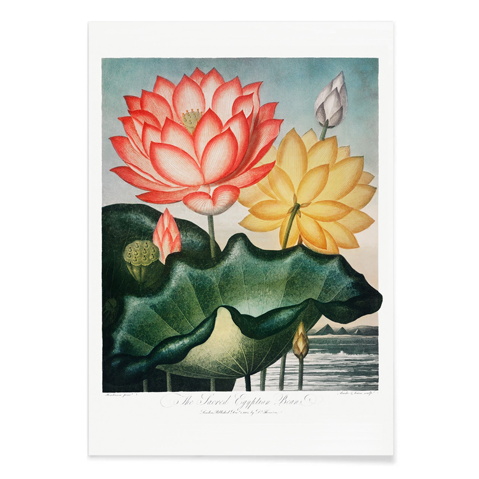 Botanical illustration and poster of vibrant red and yellow lotus flowers with large green leaves The Sacred Egyptian Bean from The Temple of Flora by Robert John Thornton, with black aluminium frame on white background
