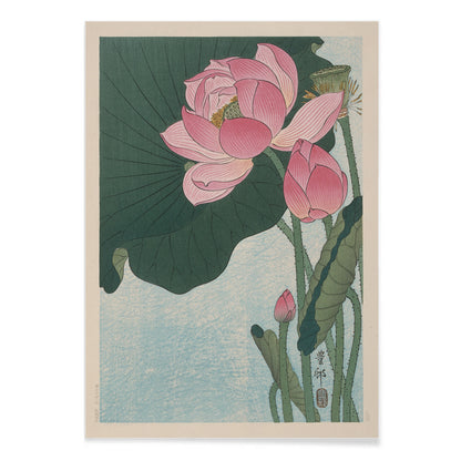 Pink lotus flowers and green leaves in Japanese woodblock print poster by Ohara Koson with light blue background, with black aluminium frame on white background