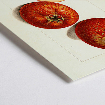 Closeup detail of Malus domestica apples watercolor illustration by Mary Daisy Arnold showing whole and sliced fruits detailed artwork poster