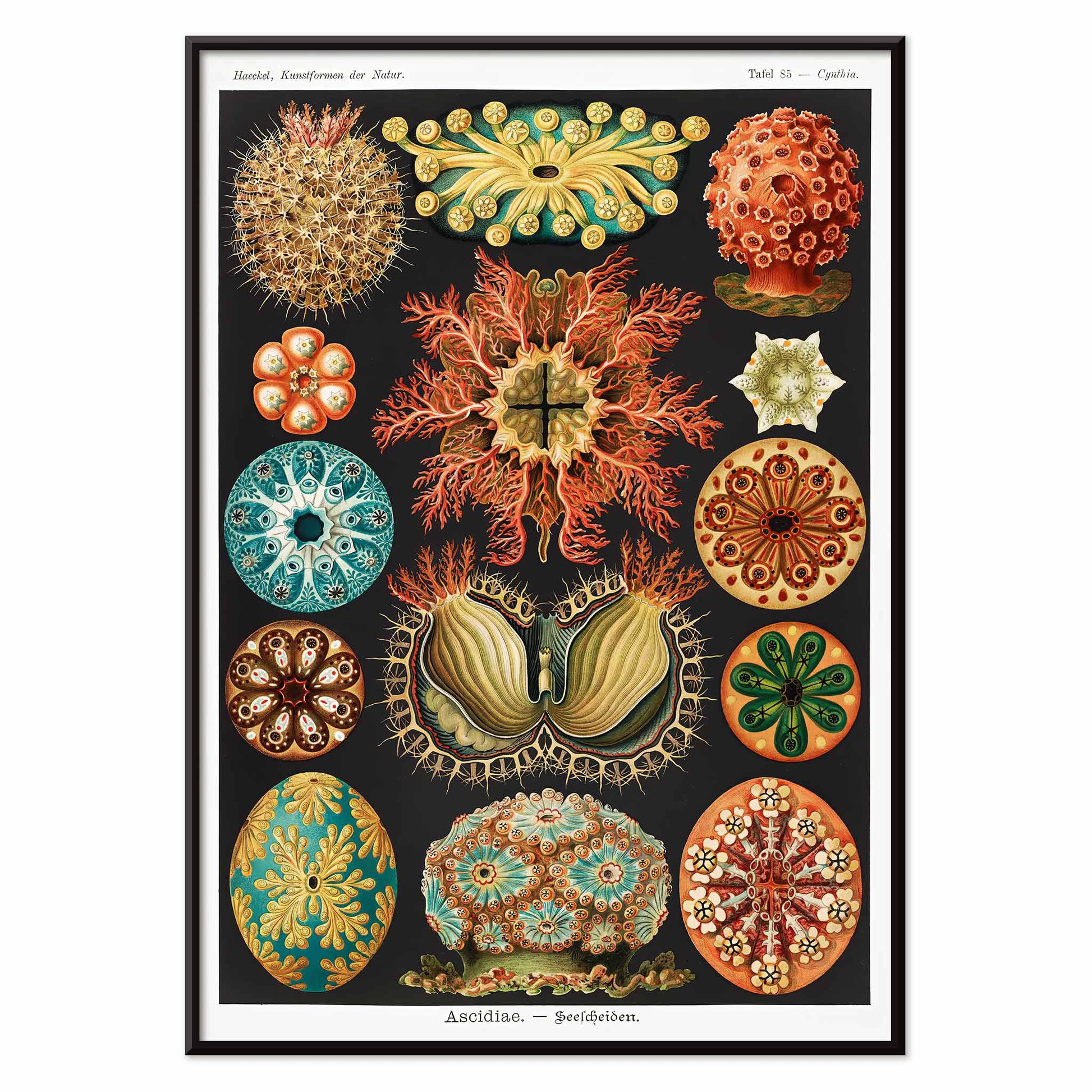 Colorful scientific illustration poster of ascidian sea creatures by Ernst Haeckel from Kunstformen der Natur and Ascidiae Seescheiden perfect for wall decor, with black aluminium frame on white background