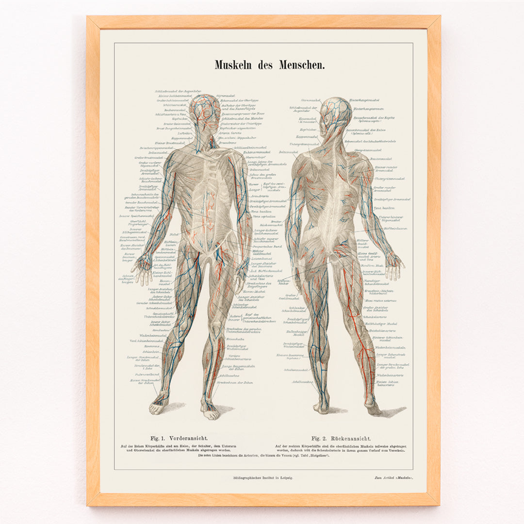 Closeup detail of Antique lithograph poster of the human musculature system from Meyers Konversations Lexikon encyclopedia