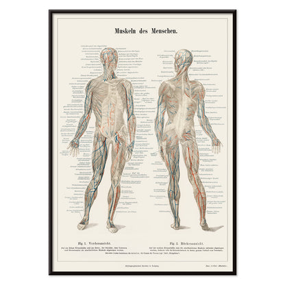 Antique lithograph poster of the human musculature system from Meyers Konversations Lexikon encyclopedia, with black aluminium frame on white background