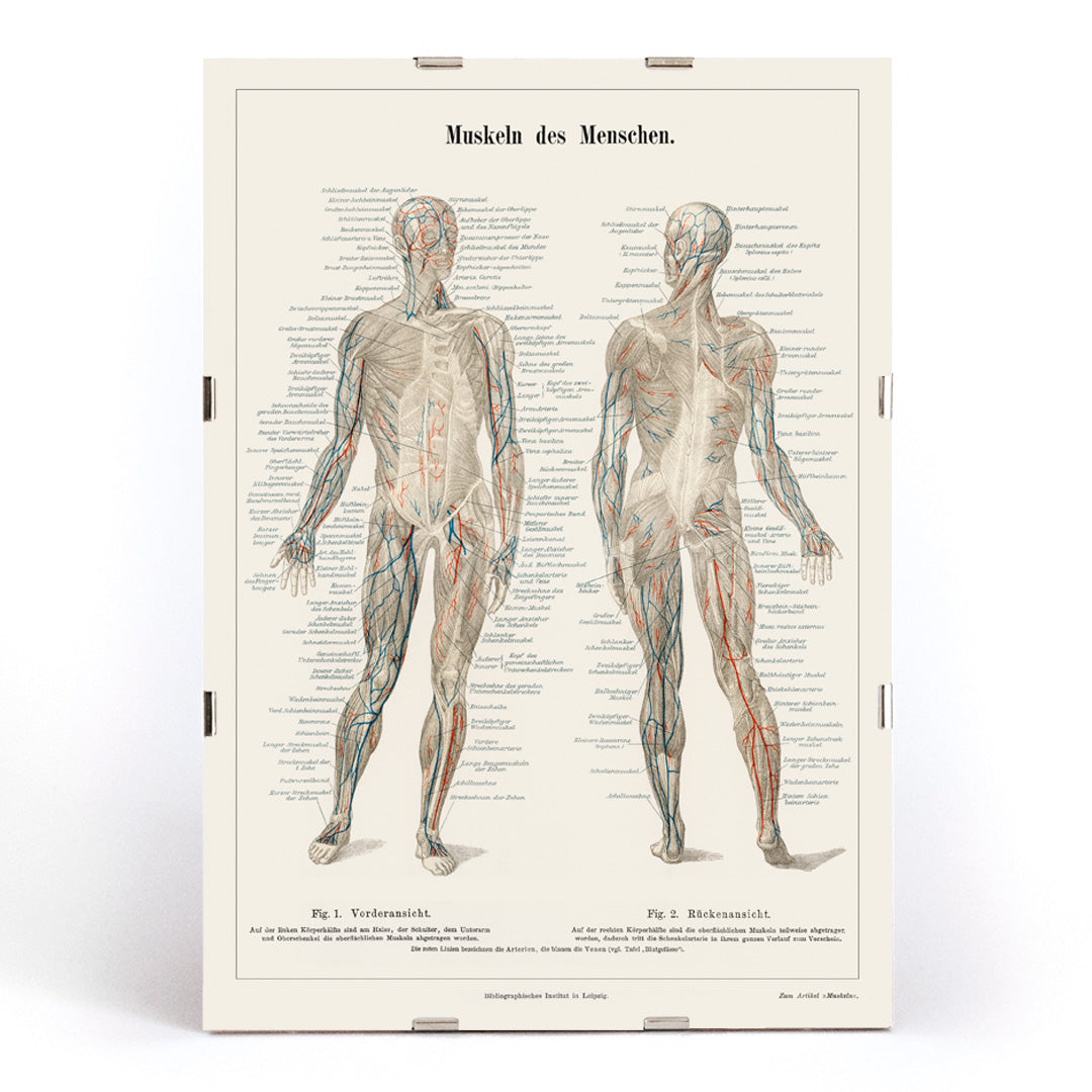Antique lithograph poster of the human musculature system from Meyers Konversations Lexikon encyclopedia, framed and displayed in modern living room decor