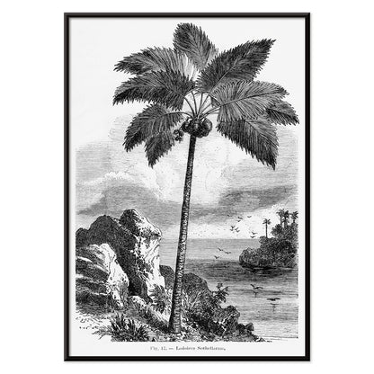 Palm tree illustration and poster by Oswald de Kerchove de Denterghem from Les Palmiers Histoire Iconographique, with black aluminium frame on white background