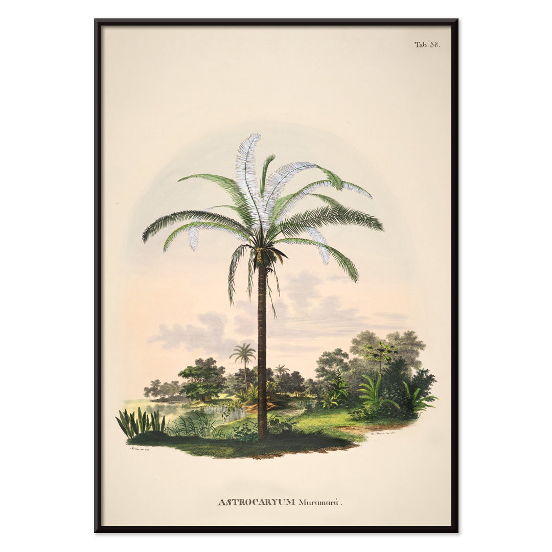Astrocaryum Murumuru palm tree illustration and landscape poster by Carl Friedrich Philipp von Martius from Historia Naturalis Palmarum, with black aluminium frame on white background