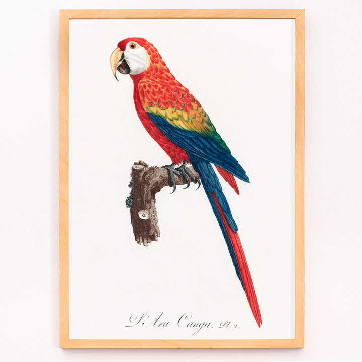 Closeup detail of Colorful parrot Ara Canga illustration by Francois Levaillant perched on branch from Natural History of Parrots poster