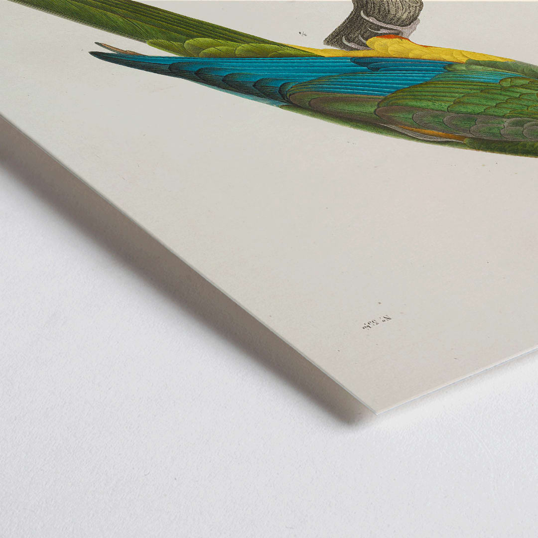 Closeup detail of Colorful parrot illustration by Louis-Isidore Duperrey from Voyage autour du monde Pl141 bird poster