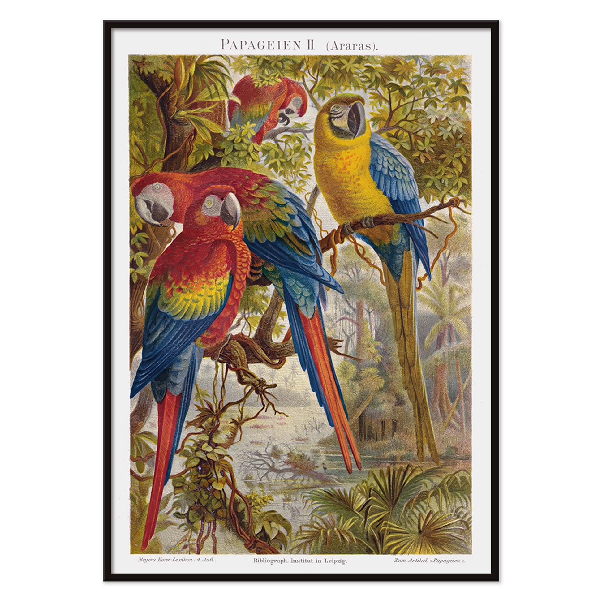 Colorful parrots in a lush jungle artwork Papageien II by Institut of Leipzig poster for wall decor, with black aluminium frame on white background