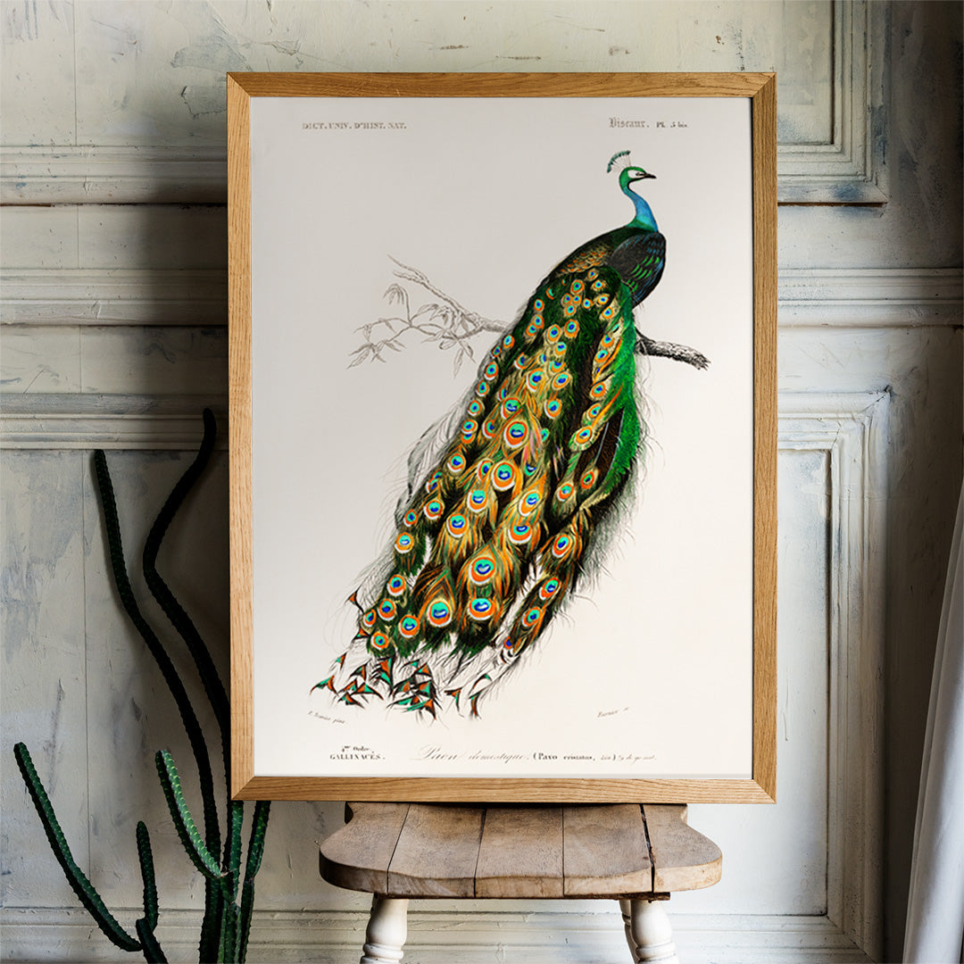 Indian peafowl Pavo Cristatus with vibrant feathers perched on a branch illustrated by Charles Dessalines D Orbigny artwork poster, framed and displayed in home decor