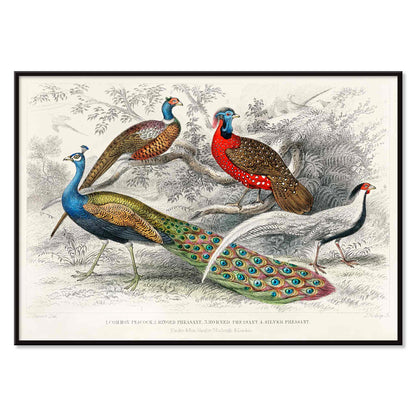 Vibrant illustration and poster of peacock and pheasants including Common Peacock Ringed Pheasant Horned Pheasant and Silver Pheasant by Oliver Goldsmith from A History of the Earth and Animated Nature, with black aluminium frame on white background
