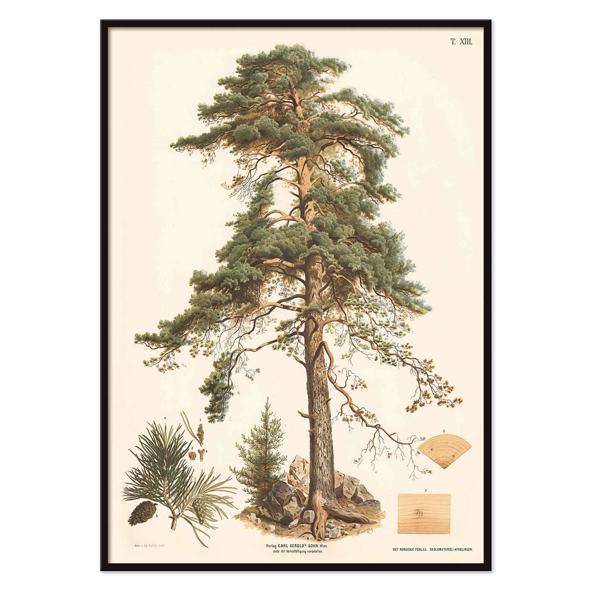 Johann Kautsky Pine Tree Botanical Illustration poster with mature pine, needles, cones and young sapling, with black aluminium frame on white background