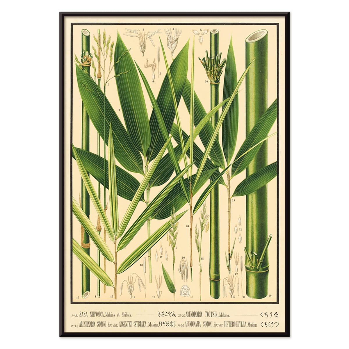 Botanical illustration and labeled poster of bamboo species by Yasuyoshi Shirasawa from Icones of the bamboos of Japan Nihon chikurui zufu Pl 08, with black aluminium frame on white background